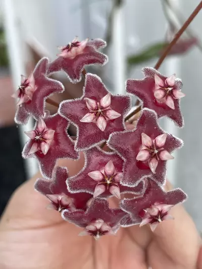 plant/Uncommon/Rare Mystery Hoya Cutting Bundle (5 Fresh Cuttings)-0-thumbnail
