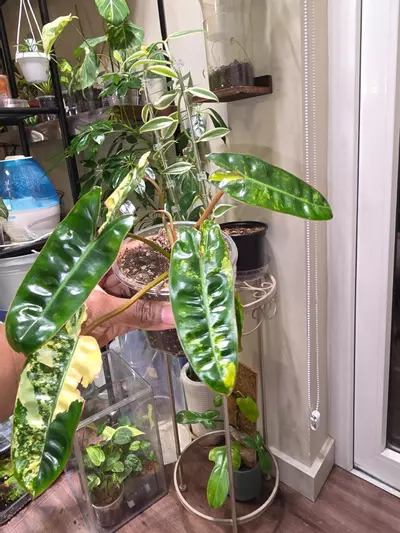 plant/Var Philodendron Billietiae-2-thumbnail