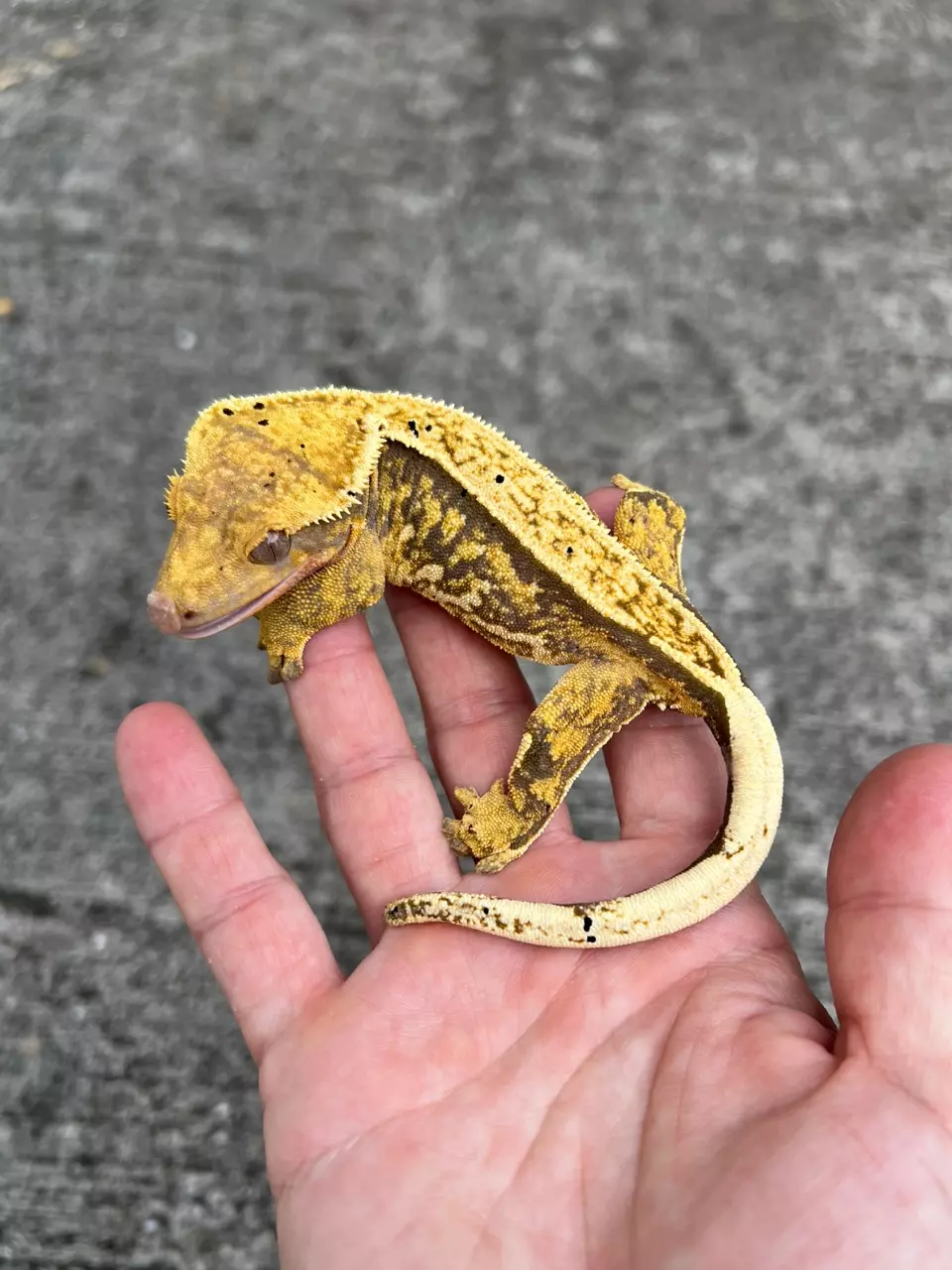 plant/Extreme Harlequin Pin Female (321CG24)-0