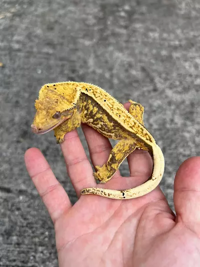 plant/Extreme Harlequin Pin Female (321CG24)-0-thumbnail