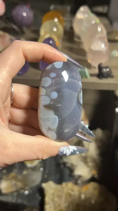 plant/Swazi Agate Palm-0-thumbnail