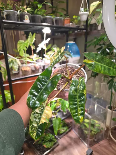 plant/Var Philodendron Billietiae-4-thumbnail