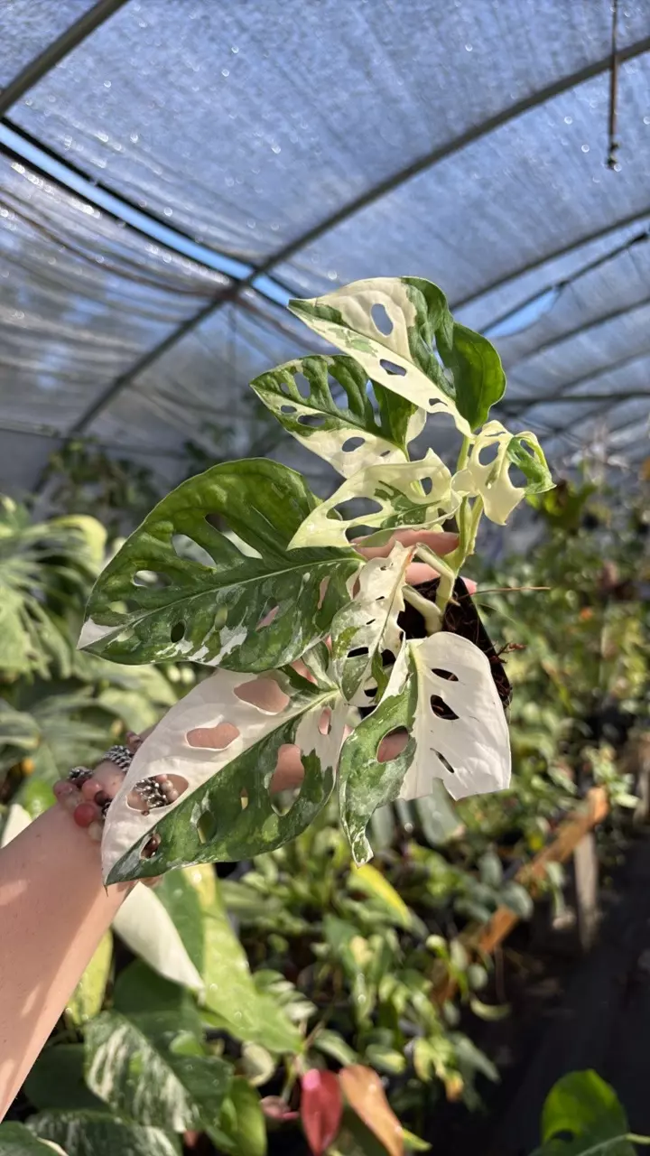 plant/albo Adansonii 0707-0