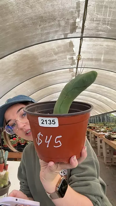 plant/2135 Penis Cactus | 6” pot-0-thumbnail