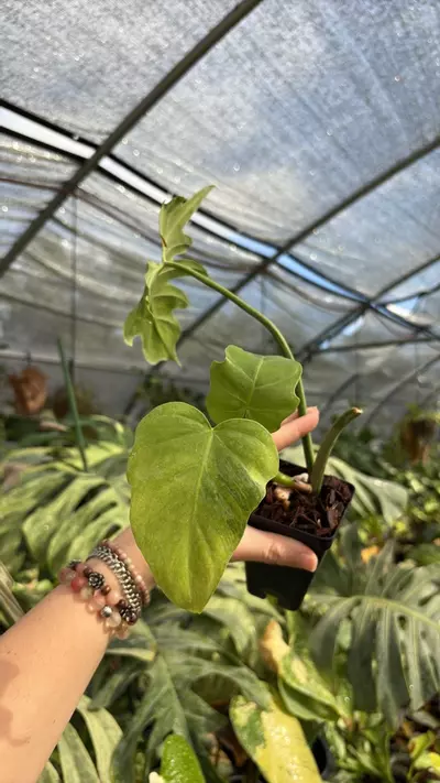 plant/var radiatum rooted cut 0702-0-thumbnail