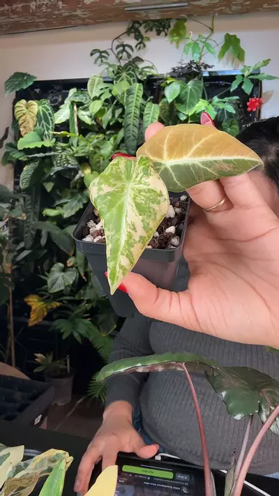 plant/1083 Alocasia black velvet golden-0-thumbnail