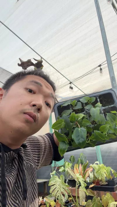 plant/anthurium RL self x Carla OG4 seedling-0-thumbnail