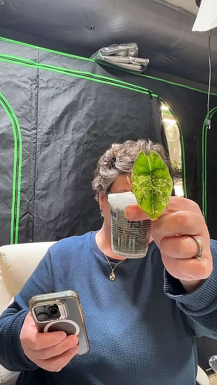 plant/558 Sinuata Aurea-0