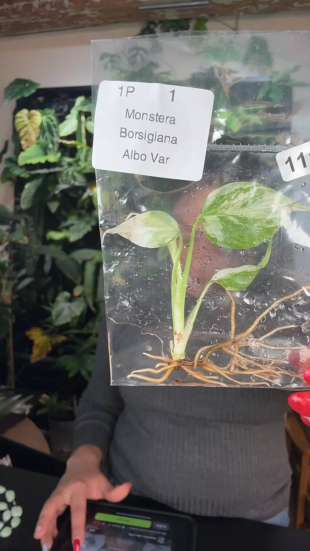 plant/monstera albo 1117-0