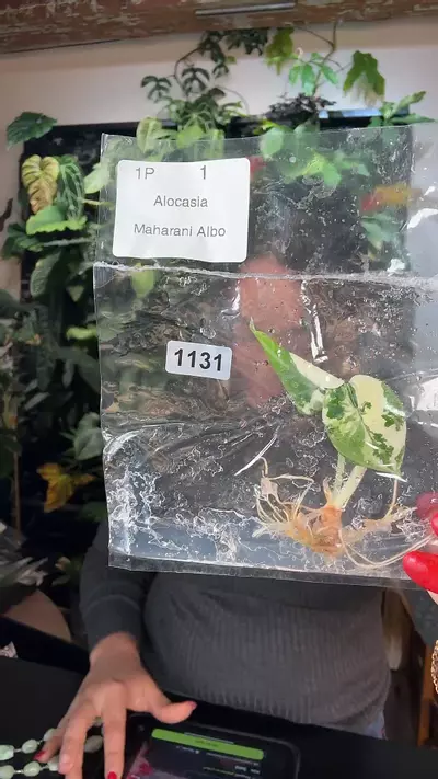 plant/1131 Alocasia maharaní albo-0-thumbnail