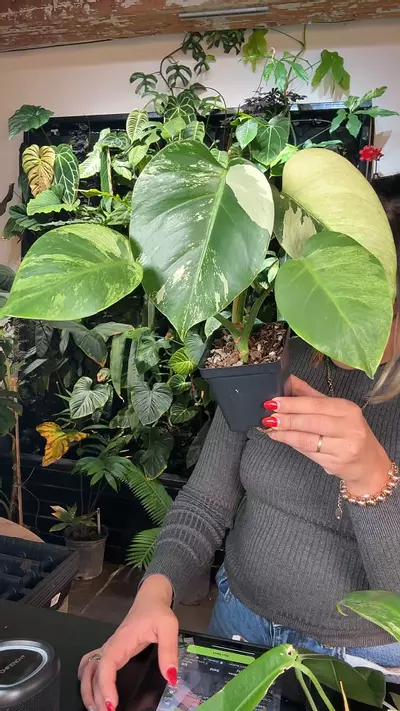 plant/0716 monstera jungle mint-0-thumbnail