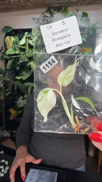 plant/monsters albo 1114-0-thumbnail