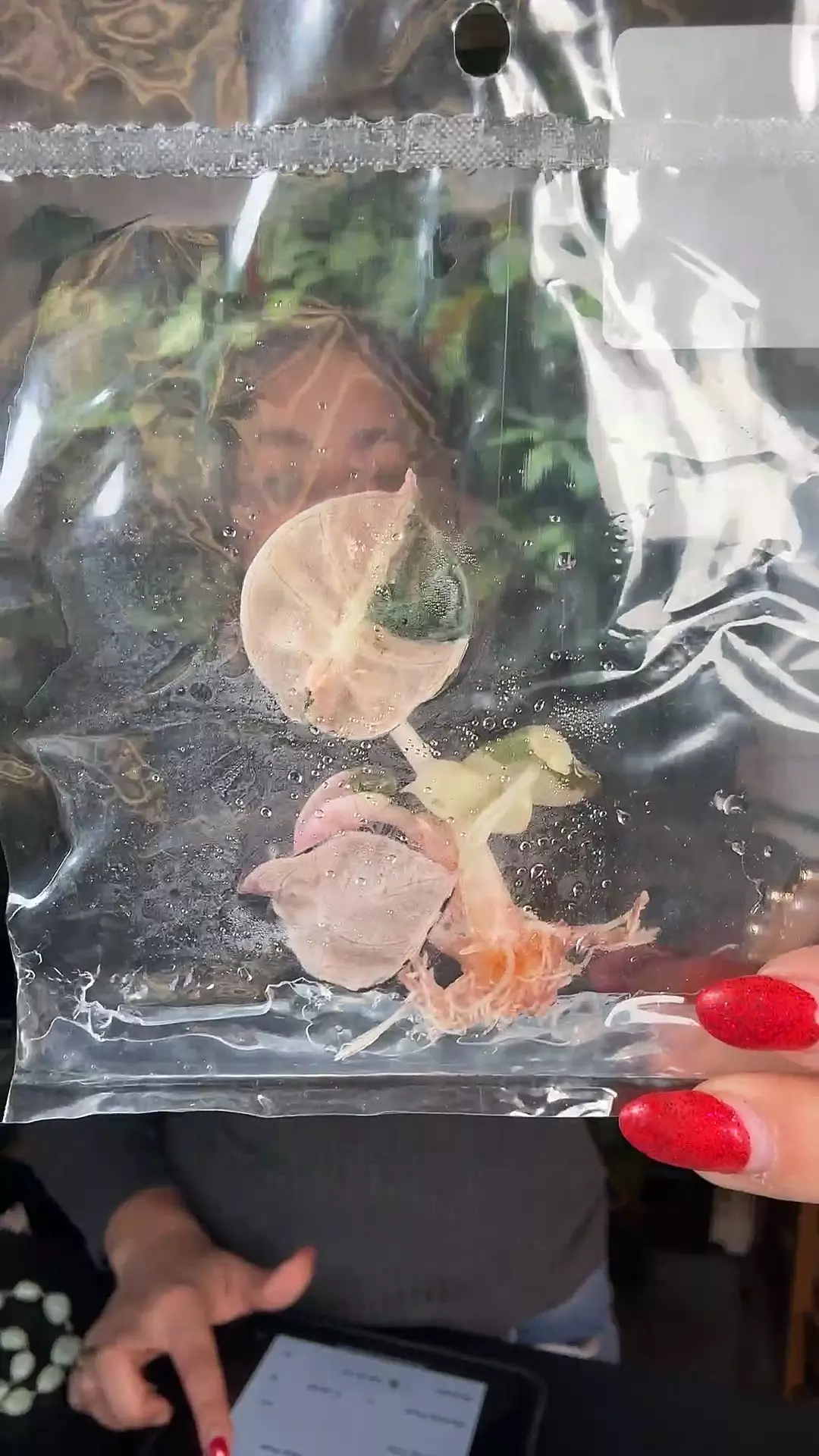 plant/1113 Alocasia ballon heart-0