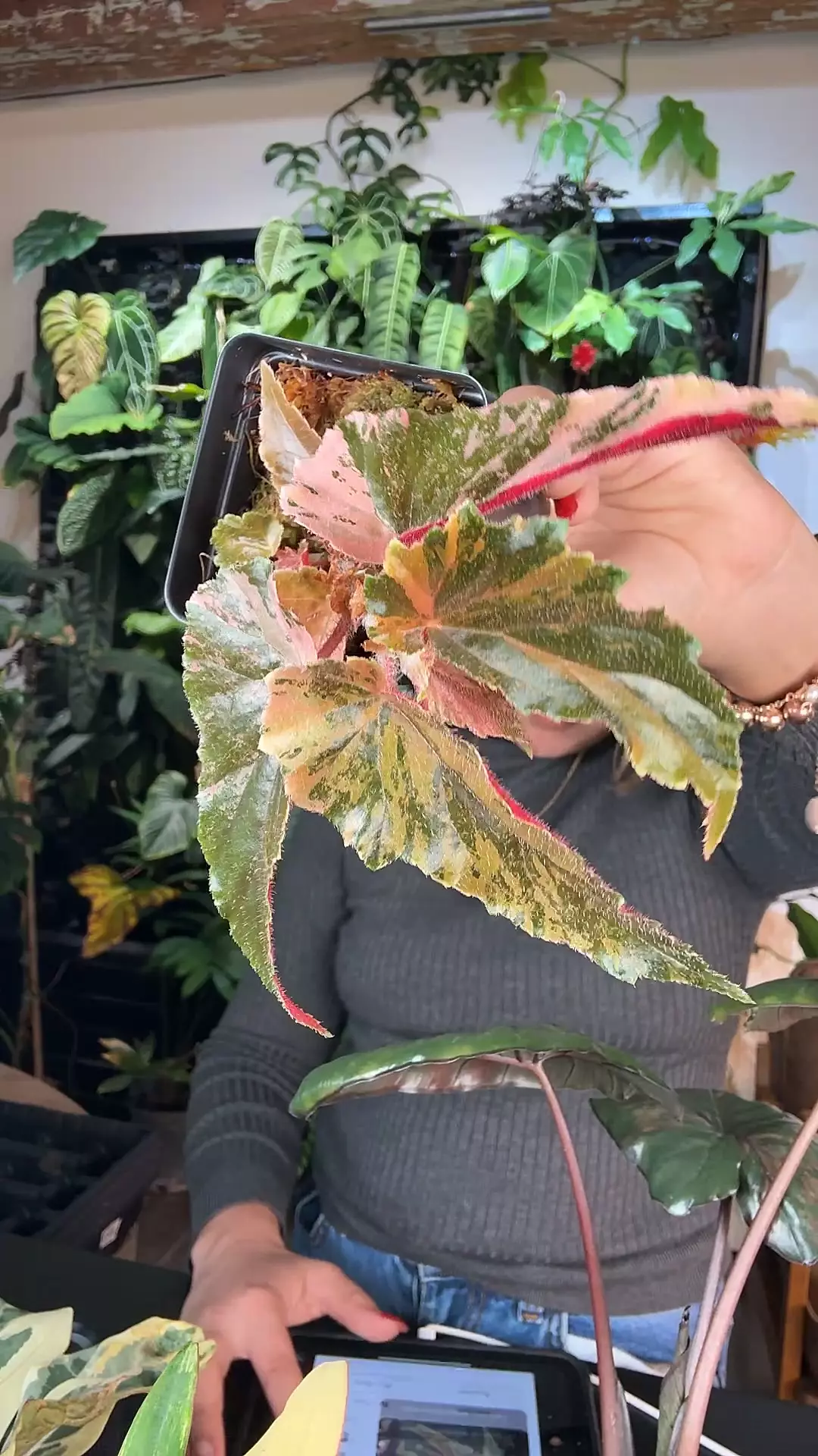 plant/0978 begonia Ginny galaxy-0