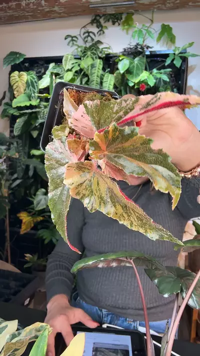 plant/0978 begonia Ginny galaxy-0-thumbnail