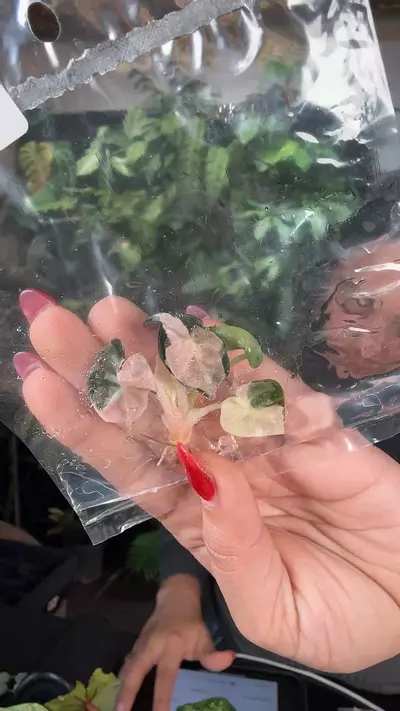 plant/1103 Alocasia ballon heart pink-0-thumbnail