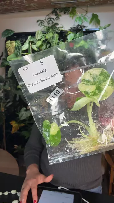 plant/1110  dragon scale albo-0-thumbnail