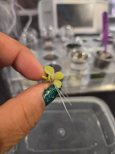 plant/ping Razzberry Blonde #1-0-thumbnail