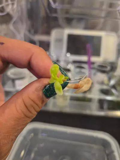 plant/ping gigantea x rotundiflora (clone #10)-0-thumbnail