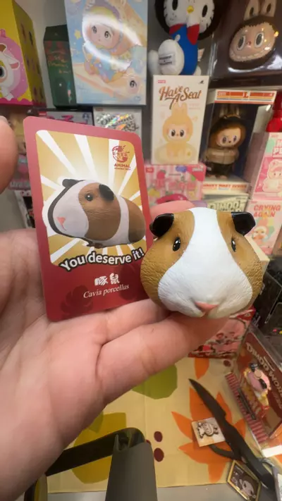 plant/guinea pig-0-thumbnail