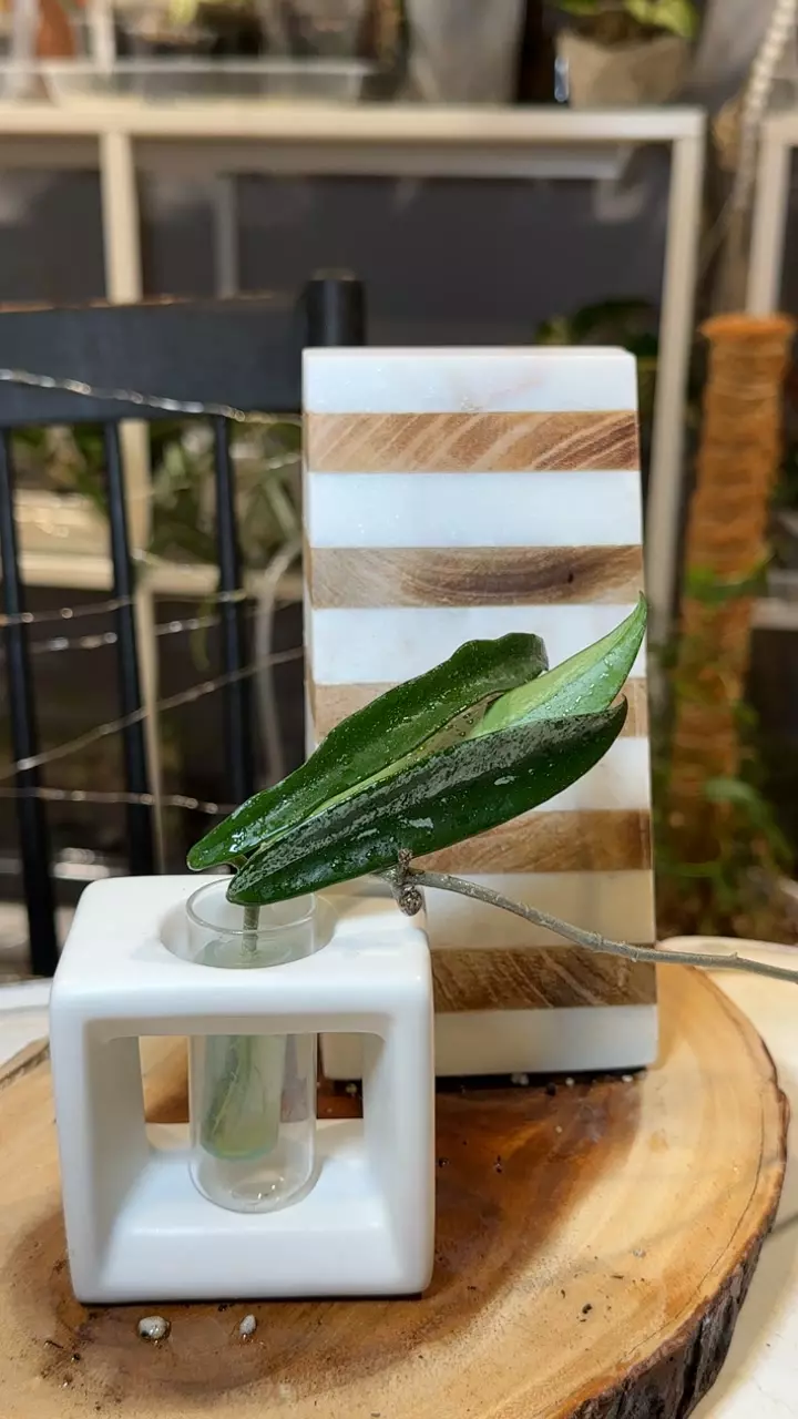 plant/Minibelle Splash Hoya-0