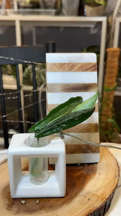 plant/Minibelle Splash Hoya-0-thumbnail