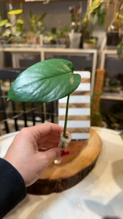 plant/Epi yellow flame-0-thumbnail