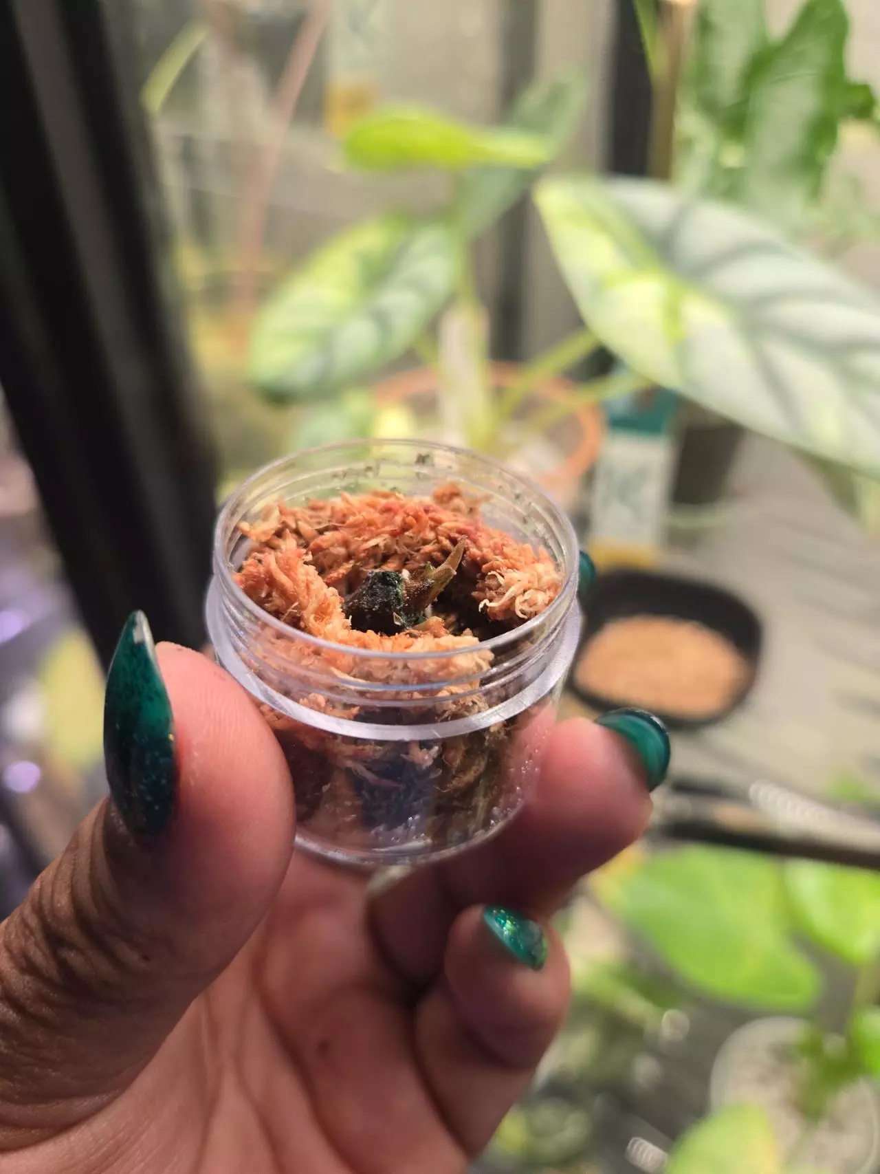 plant/alocasia nobilis pink K corm-0