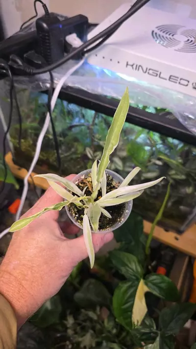 plant/Philodendron Tortum Albo Variegated - Sellers Choice-2-thumbnail