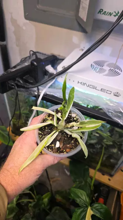 plant/Philodendron Tortum Albo Variegated - Sellers Choice-3-thumbnail