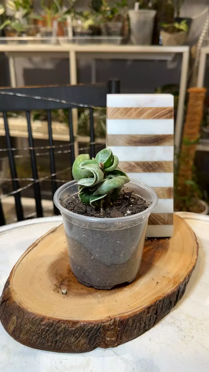 plant/variegated Hindu rope Hoya-0