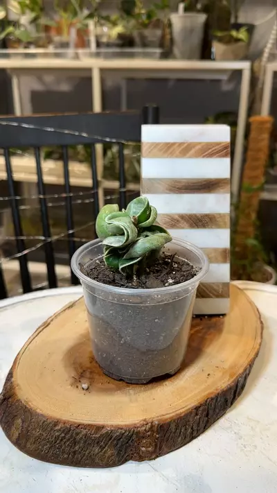 plant/variegated Hindu rope Hoya-0-thumbnail