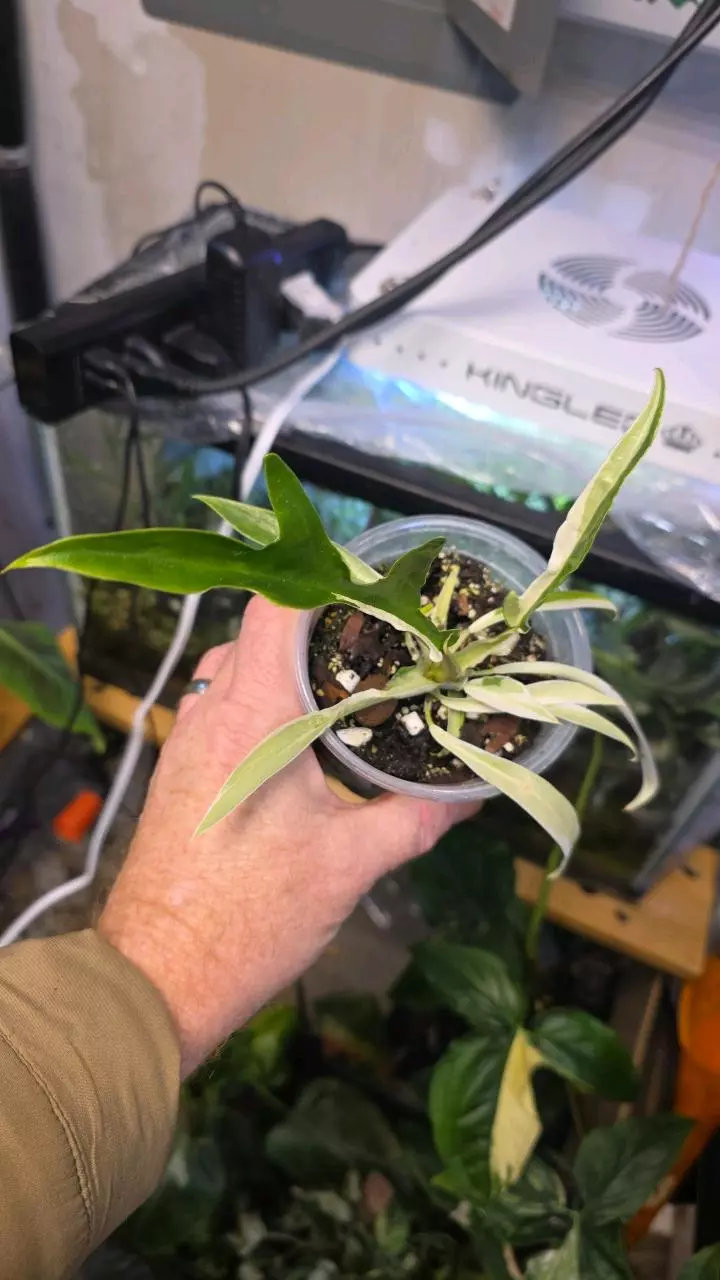 plant/Philodendron Tortum Albo Variegated - Sellers Choice-1