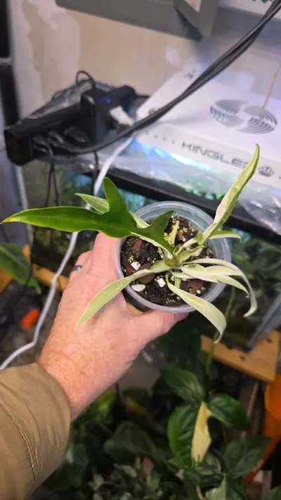 plant/Philodendron Tortum Albo Variegated - Sellers Choice-1-thumbnail