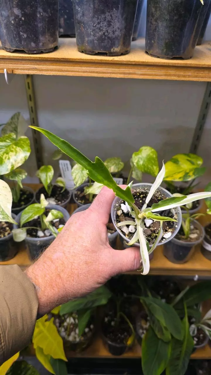 plant/Philodendron Tortum Albo Variegated - Sellers Choice-0