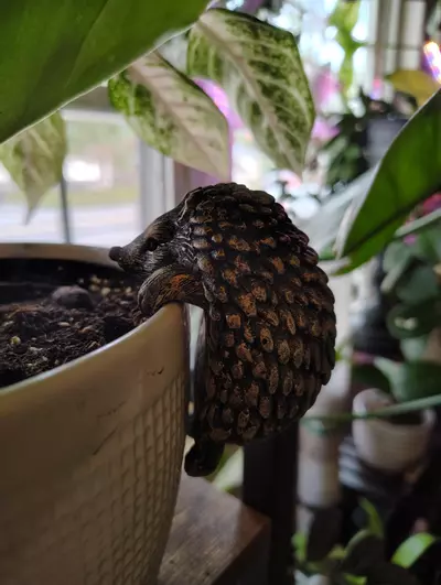plant/Hedgehog Pot Pal-0-thumbnail