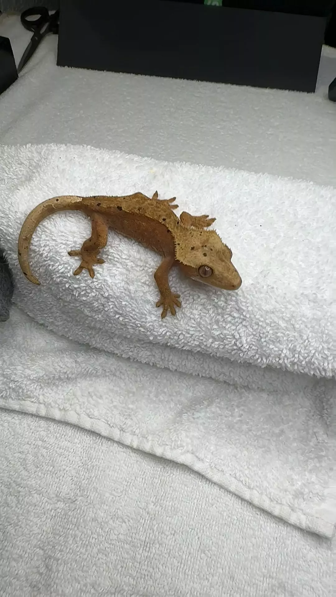 plant/red dal no pores-0