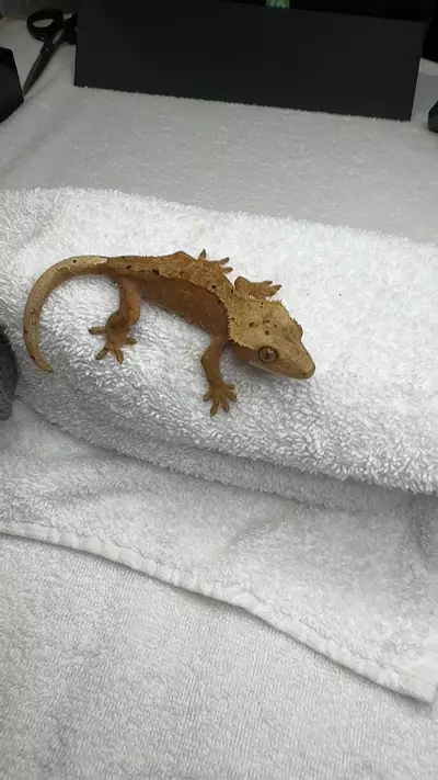 plant/red dal no pores-0-thumbnail