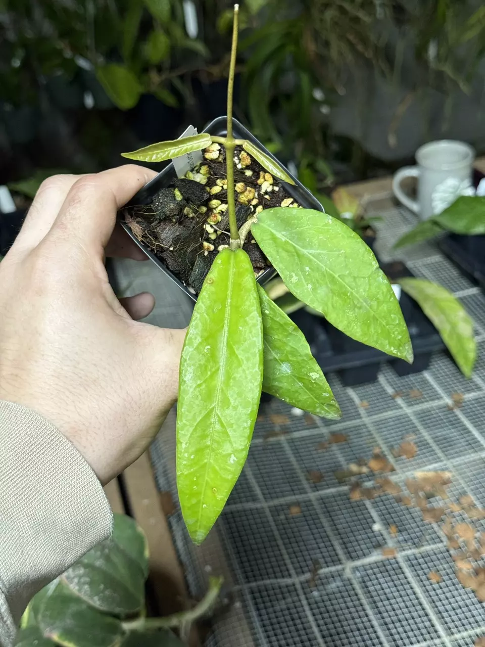 plant/0370 sp. Aceh ‘Sartika’-0