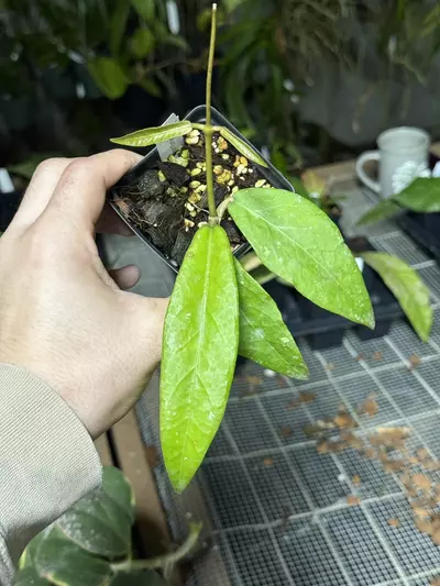 plant/0370 sp. Aceh ‘Sartika’-0-thumbnail