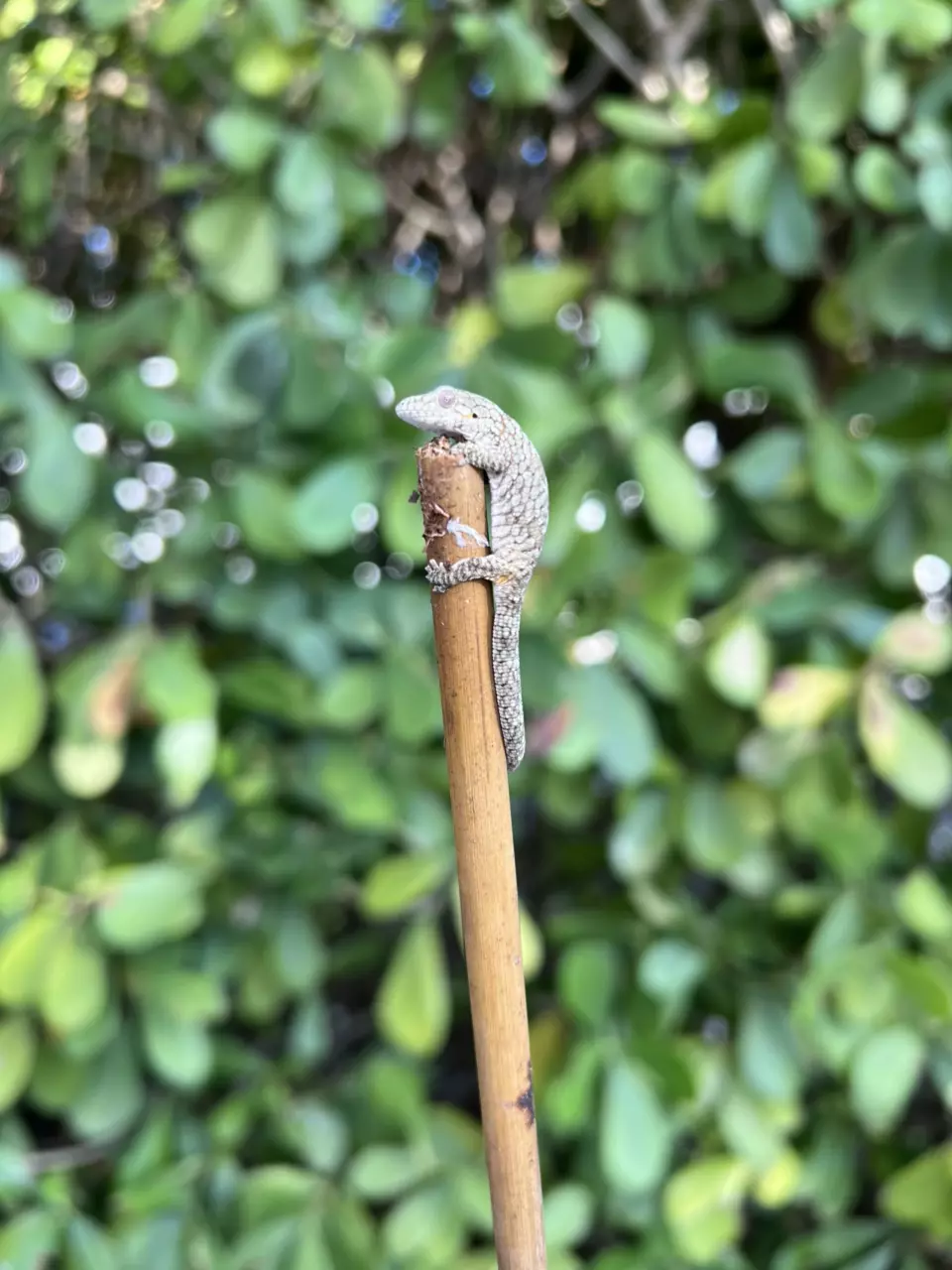 plant/Eurydactylodes Occidentalis Juvenile Male (25EO-430)-1