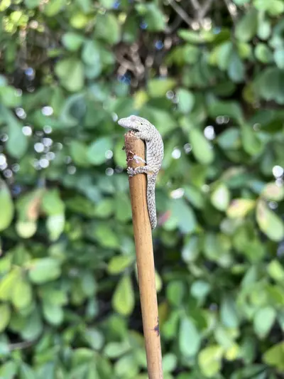 plant/Eurydactylodes Occidentalis Juvenile Male (25EO-430)-1-thumbnail