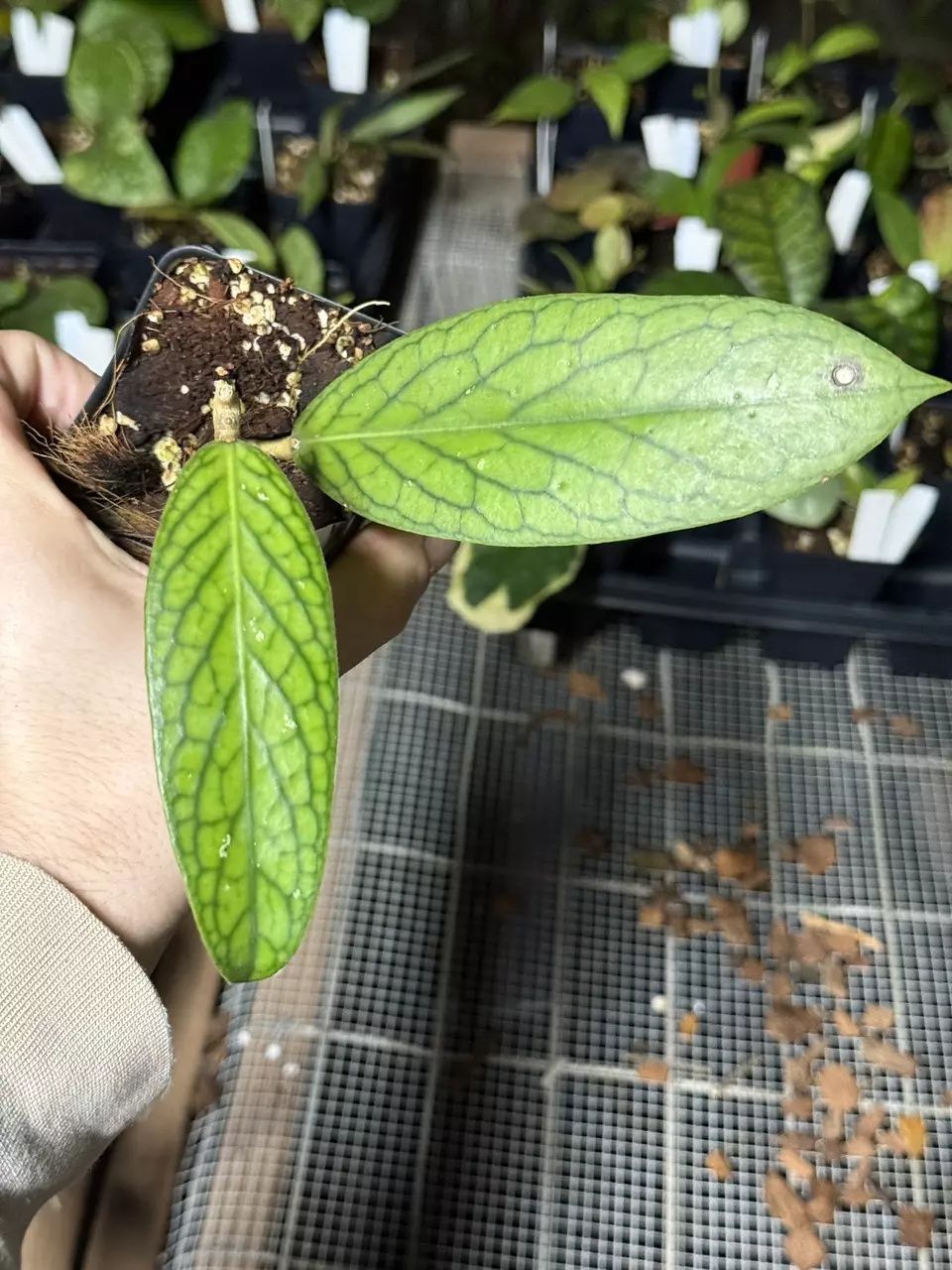 plant/0708 sp. Patok Besi (TGM)-0