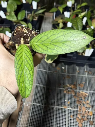 plant/0708 sp. Patok Besi (TGM)-0-thumbnail