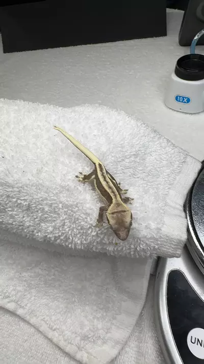 plant/Eb Lilly-0-thumbnail