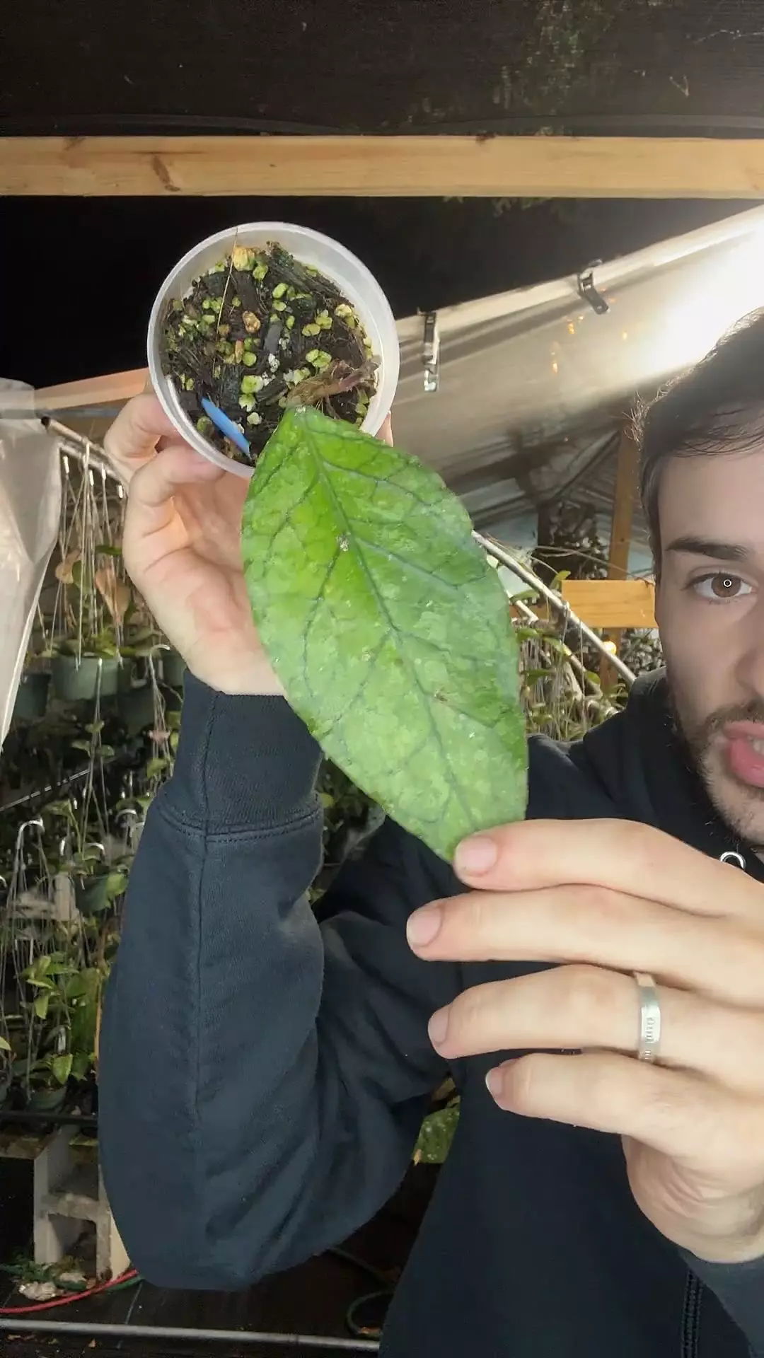 plant/0433 Sp. Aceh Viper-0