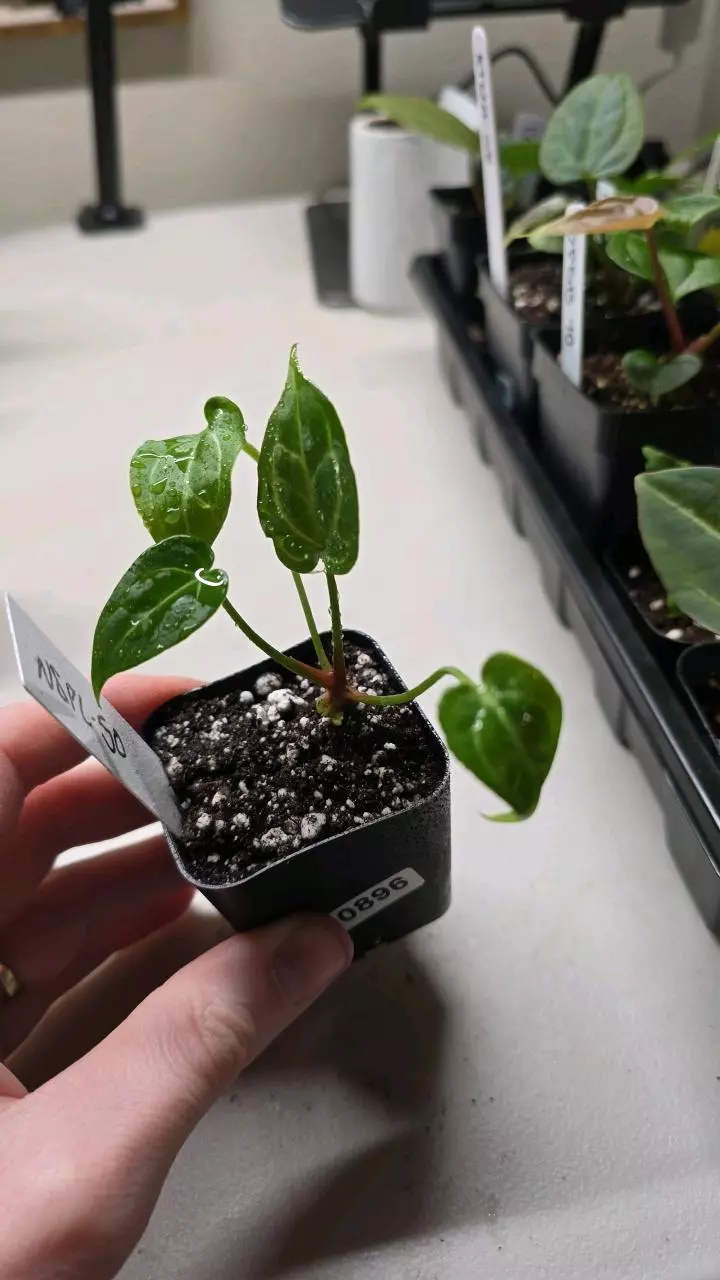 plant/0896-50 NOID 'Stormy' x Pink Lemonade-0