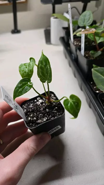 plant/0896-50 NOID 'Stormy' x Pink Lemonade-0-thumbnail