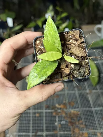 plant/0009 Lacunosa Arunika-0-thumbnail