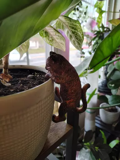 plant/Cat Pot Pal-0-thumbnail